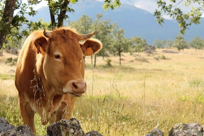 El sector del vacuno de carne destaca sus beneficios sostenibles