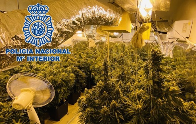 Operación policial contra la marihuana