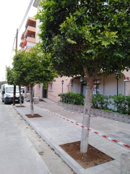 Adelfas plantadas en la calle Pins de Can Pastilla