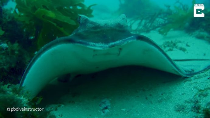 Un buceador graba la digna y majestuosa huida de una raya águila