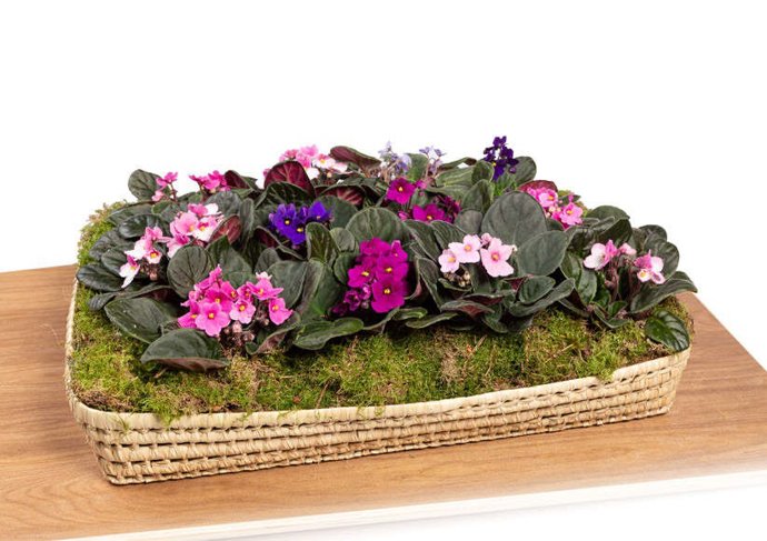 Ejemplo de conjunto floral funerario de planta viva ideado por ltima.