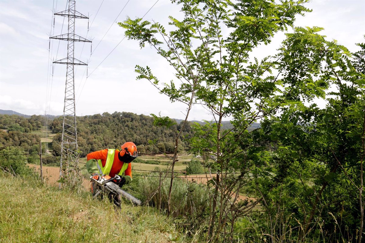 Endesa crea en Andalucía una aplicación para reportar incidencias en las líneas  eléctricas y proteger los bosques