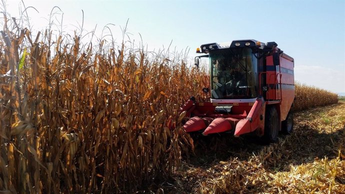 Archivo - Argentina levanta la suspensión de las exportaciones de maíz