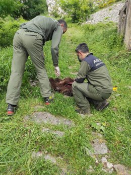 Efectivos de Medio Natural de Asturias junto a los restos de un oso pardo