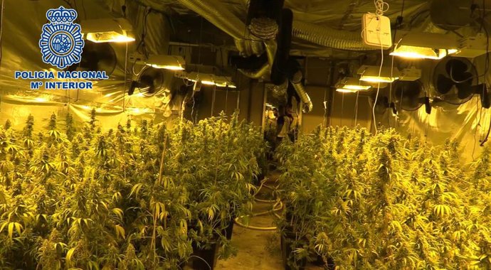 La Policía detiene a 28 personas y desmantela una organización dedicada al suministro de planteles de marihuana