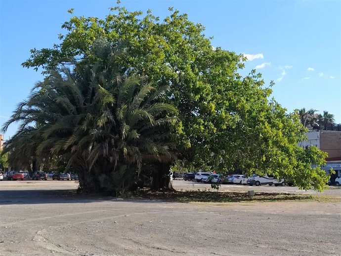 Ficus en un solar del Cabanyal