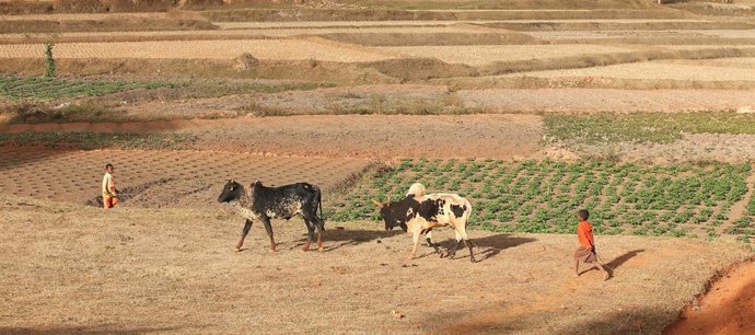 Archivo - Arxivo - Un nen camina al costat de caps de bestiar a Madagascar, al juny de 2014