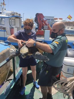 Agentes de la Guardia Civil rescatan un ejemplar de tortuga boba en aguas del mar balear.
