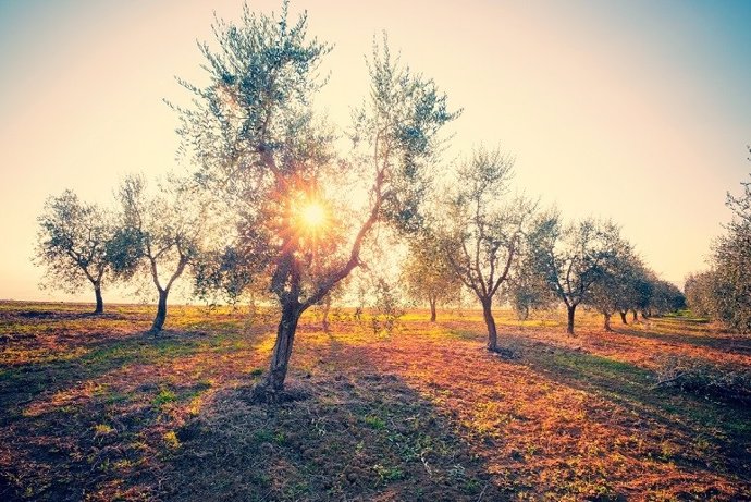 Campo extremeño