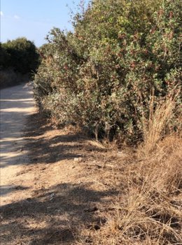 Archivo - Imagen de recurso de una vía pecuaria