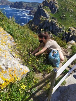 Una docena de voluntarios ambientales limpian las playas de las Islas Cíes durante el fin de semana
