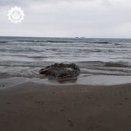 Calamar gigante aparecido en la playa del Gurugú de Castelló