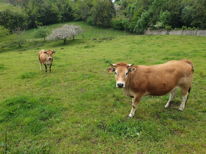 Archivo - Vacas en Asturias. 