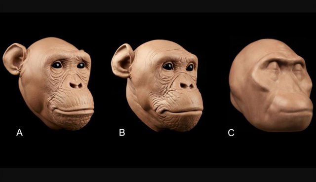 El tejido blando para estas aproximaciones de caras de homínidos se predijo con ecuaciones desarrolladas por los autores. No hay rasgos faciales presentes en el antiguo homínido (C), ya que los autores admiten que sus ecuaciones no dicen nada sobre ellos.