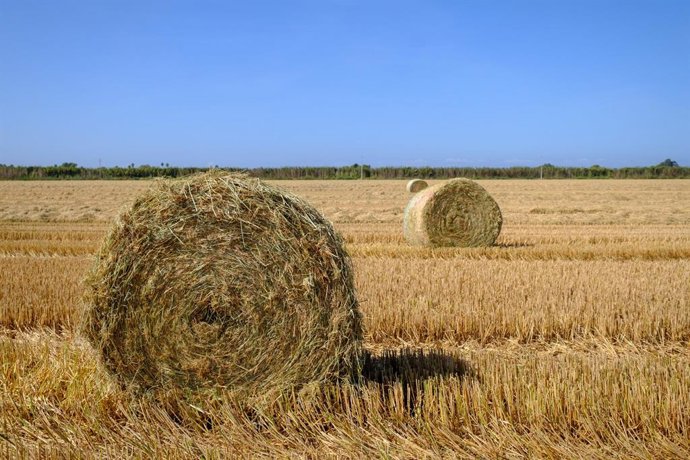Paja de arroz en La Abufera