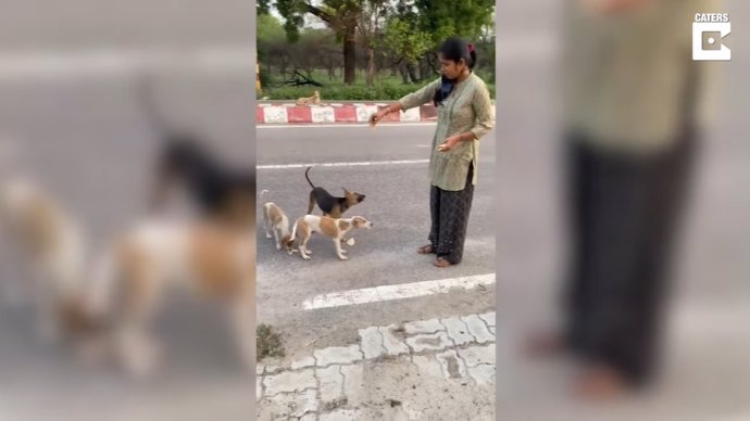 Esta mujer alimenta a los perros callejeros de su localidad todos los días