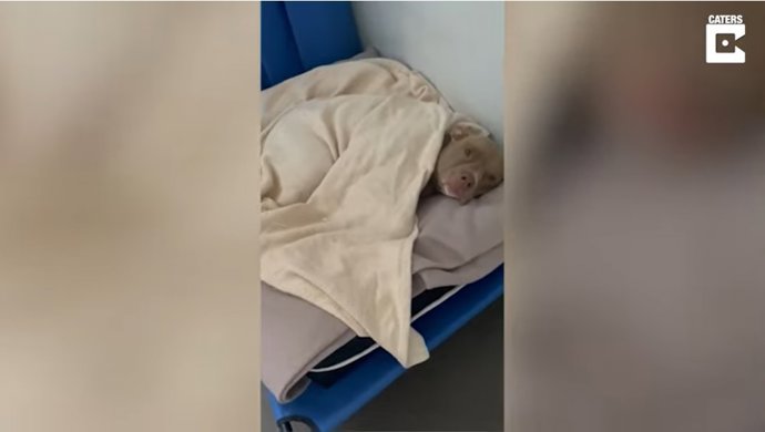 La adorable reacción de este perro de tres patas cuando le despiertan con una buena dosis de mimos