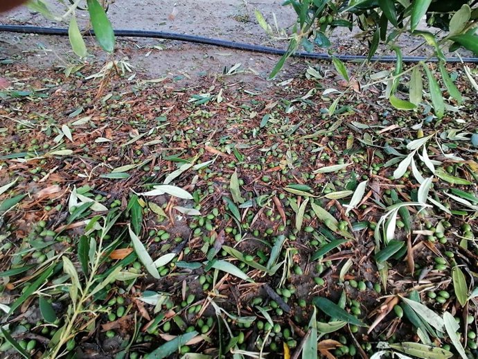 Aceitunas derribadas de los olivos por el granizo en la provincia de Córdoba.