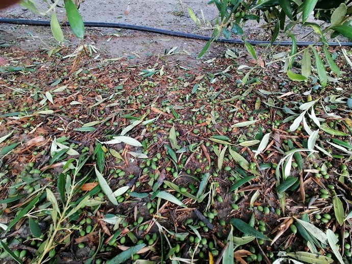 Aceitunas derribadas de los olivos por el granizo en la provincia de Córdoba.