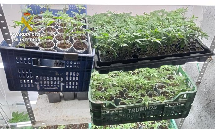 Desmantelamiento de un centro de producción de esquejes de marihuana