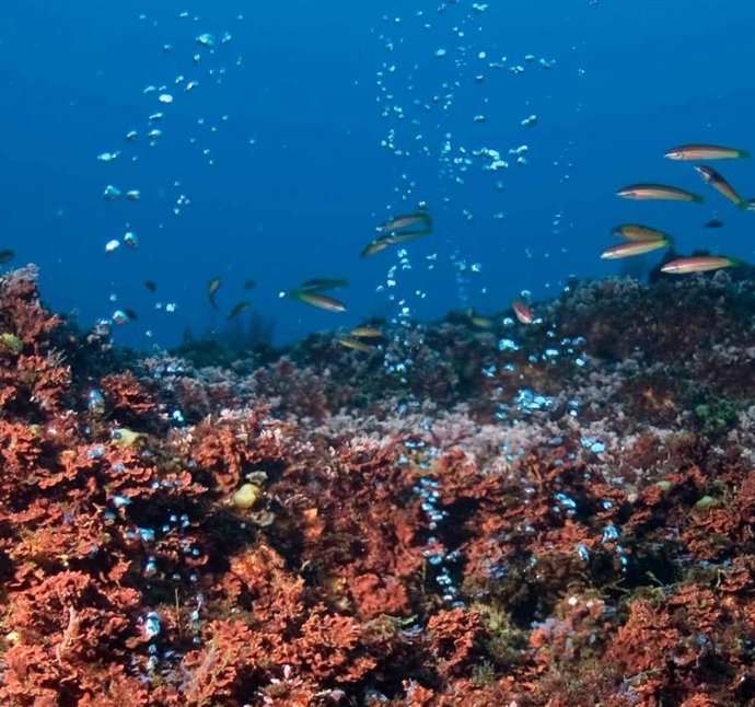 Archivo - Ciudad Perdida, una formación de chimeneas hidrotermales en el fondo del océano en la Cordillera del Atlántico Medio.