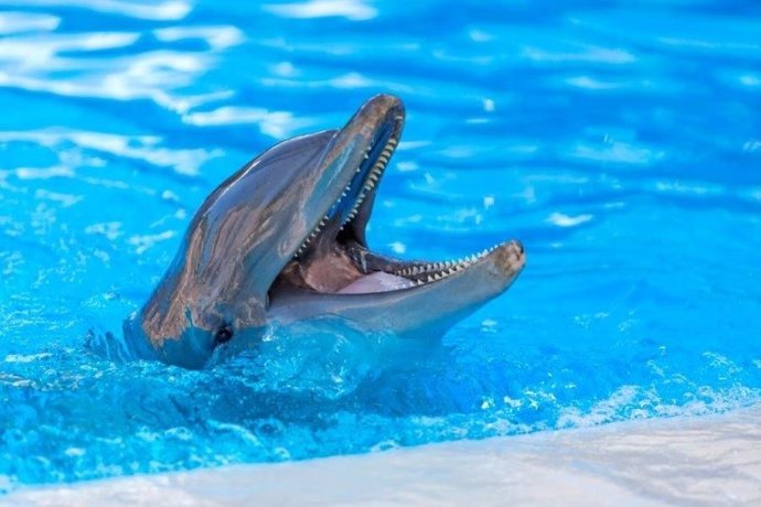Delfín en Loro Parque