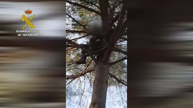 Imagen del cazador subido al árbol.