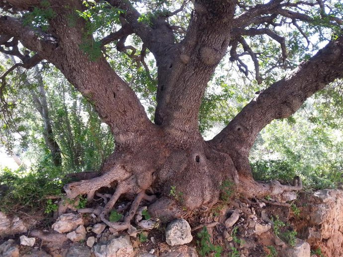 Mata del Castillo de Bellver.