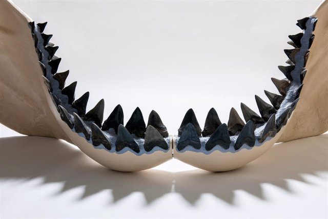 Las mandíbulas de los tiburones están hechas de cartílago, el mismo tejido flexible que se encuentra en las narices y oídos de los humanos.