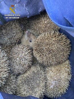 La Guardia Civil incauta 27 erizos comunes que habían sido capturados en su medio natural
