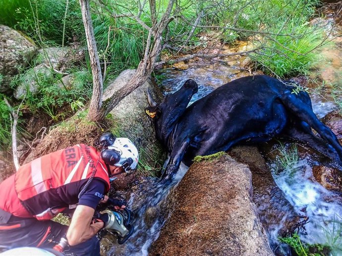 Bomberos de la Comunidad de Madrid rescatan una vaca atrapada entre dos rocas en un arroyo de Soto del Real