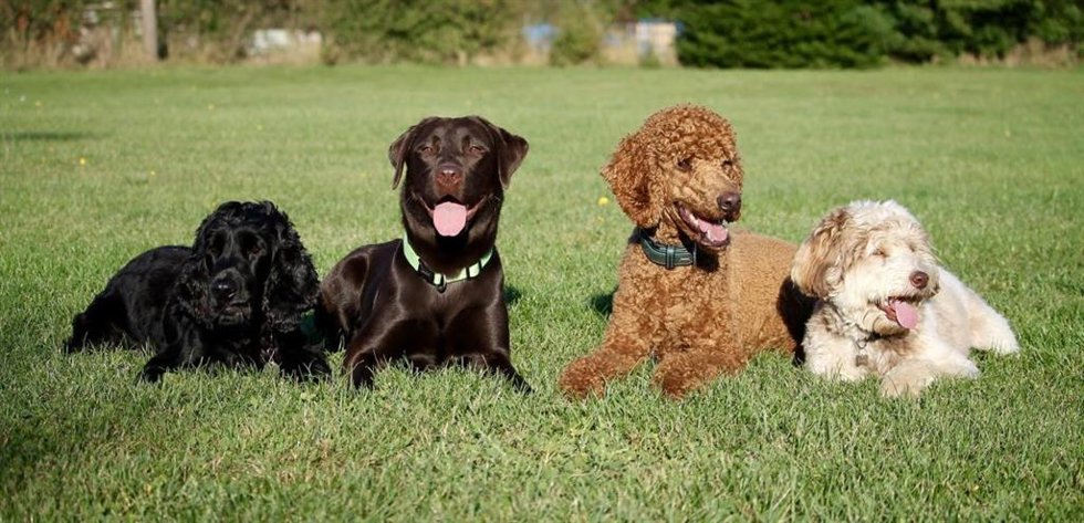 Perros tumbados en un jardín.