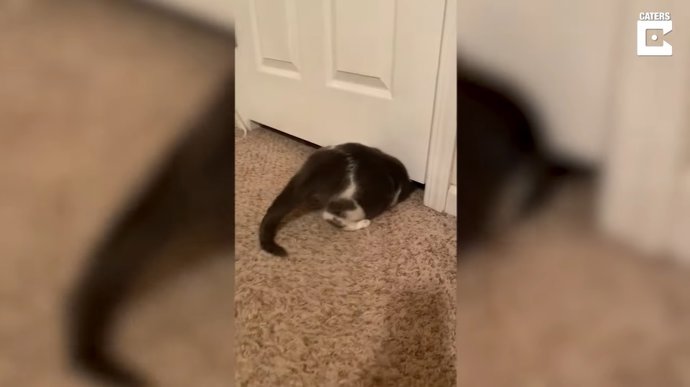 Este gato desafía la física colándose por debajo de una puerta cerrada