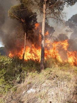 Incendio forestal declarado este lunes en Lucena del Puerto (Huelva)