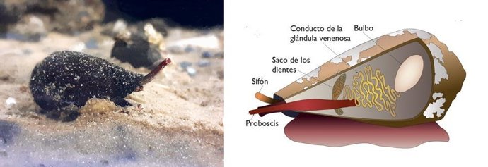 Archivo - Ejemplar adulto de 'Lautoconus ventricosus' (izquierda). Esquema de la morfología interior de los conos (derecha)