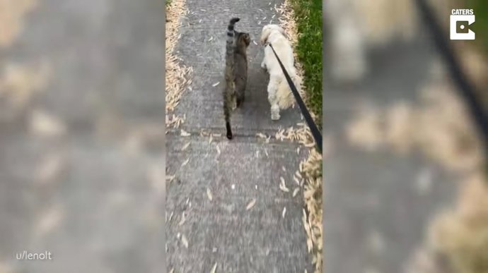 Este gato se une a los paseos de un perro desde que su hermano falleció