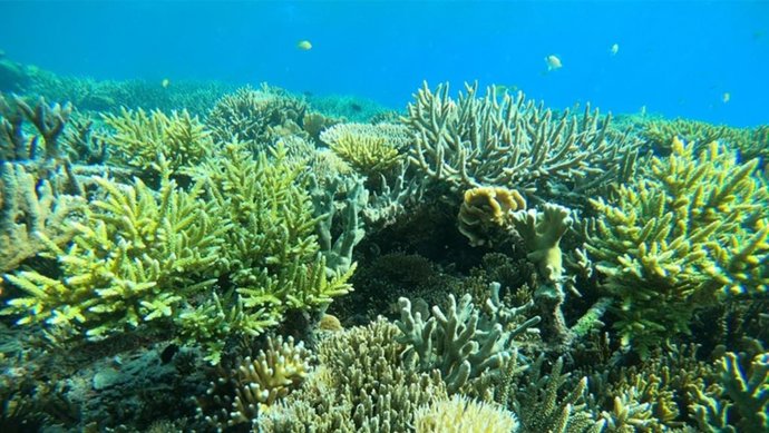 Programa de Mars para recuperar corales en todo el mundo