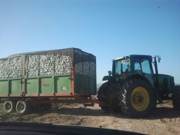 Archivo - Recolección de algodón, foto de archivo