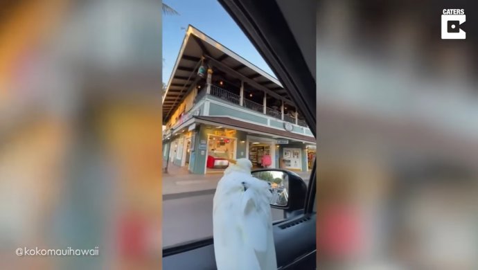 Así viaja esta cacatúa aventurera en coche por la isla de Maui, en Hawái