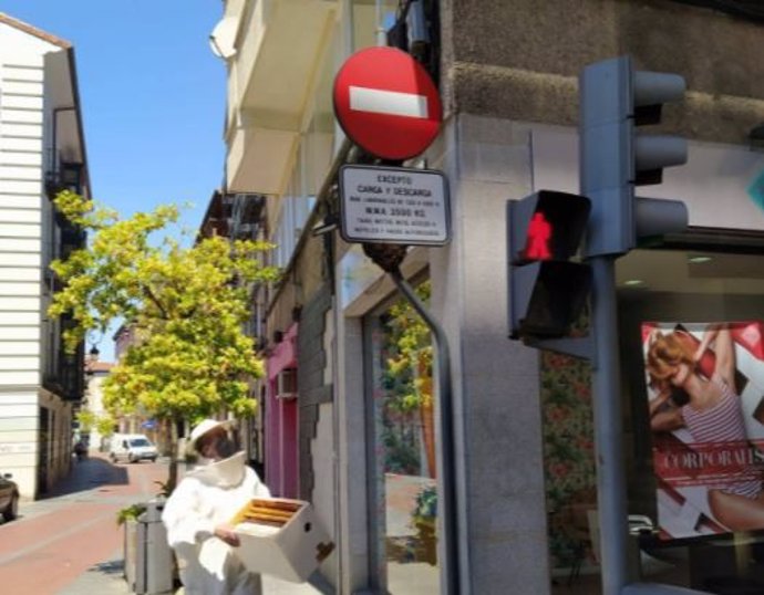 Un apicultor procede a retirar el enjambre de abejas en la calle Núñez de Arce de Valladolid.