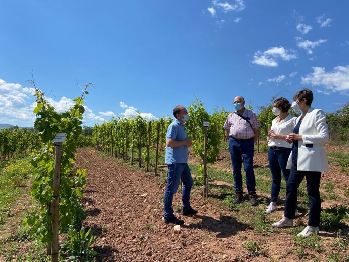 El Ministerio de Ciencia cofinancia el proyecto de vinos 'Vintae' para elaborar espumosos en La Rioja