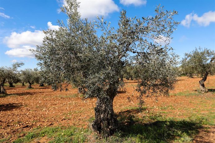 Archivo - Campo de olivos en las inmediaciones de la localidad de Campo Real
