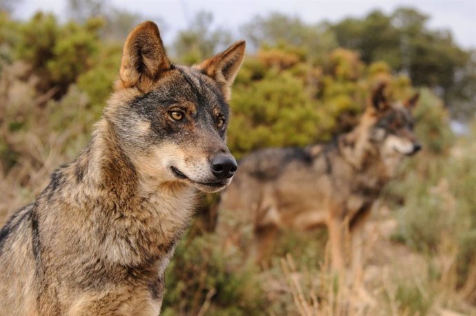 Ejemplar de Lobo Ibérico.