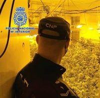 Dieciséis detenidos tras desmantelar un narcobloque en El Ejido (Almería) con cerca de 2.000 plantas de marihuana