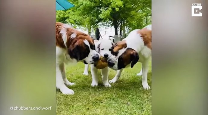 Tres bulliciosos San Bernardo jugando y peleando todo el día son la alegría de una mujer de Gibbon, Minnesota