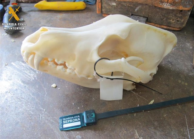 Archivo - Cráneo de lobo incautado.