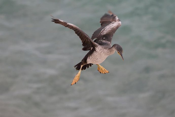 Archivo - Un ejemplar de cormorán se lanza al agua para pescar, en una fotografía tomada por los investigadores de la Universitat de Girona (UdG).