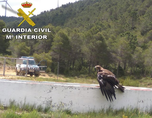La Guardia Civil rescata a un Águila Real que se encontraba atrapada en un vallado y sin poder volar en la localidad Jarafuel