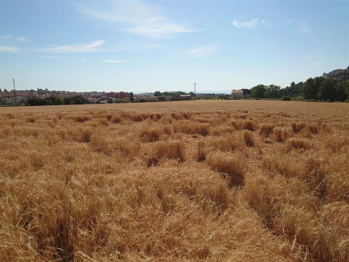 Asaja pide leyes de caza efectivas por los daños que comporta la fauna salvaje / ASAJA