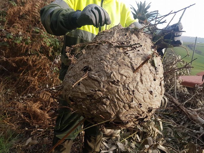 Archivo - Avispa Asiática. Trampas.